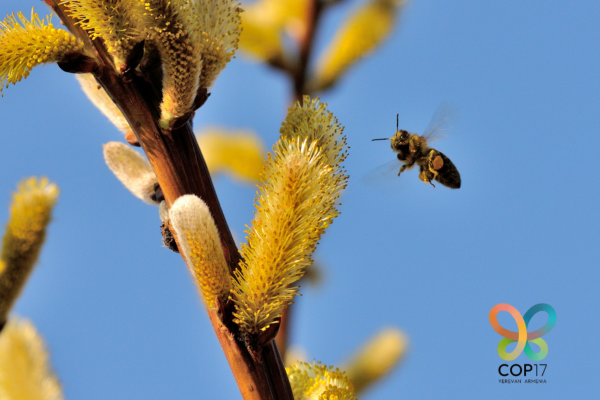  UN Biodiversity Conference - COP17 