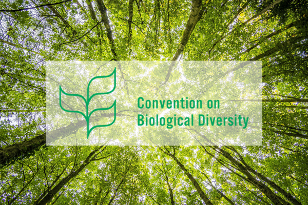 UN Biodiversity Conference - COP16 